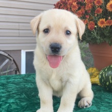 Labrador Retriever Puppy Star