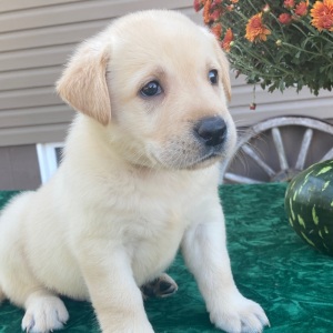 Labrador Retriever Puppy Star