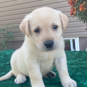 Labrador Retriever Puppy Star