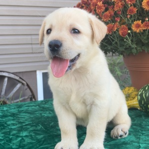 Labrador Retriever Puppy Star