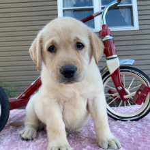 Labrador Retriever Puppy Star