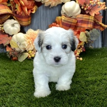 Coton de Tulear Puppy Nate