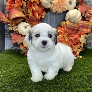 Coton de Tulear Puppy Nate