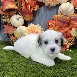 Coton de Tulear Puppy Nate