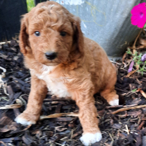 Poodle Puppy Cassie