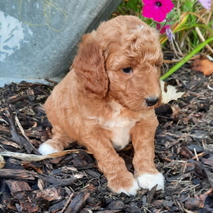 Poodle Puppy Cassie