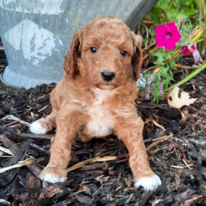 Poodle Puppy Cassie