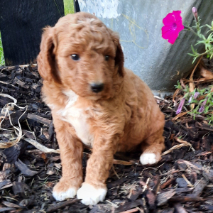 Poodle Puppy Cassie