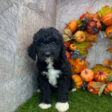 Poodle Puppy Basil