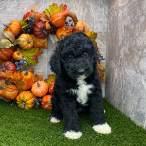 Poodle Puppy Basil