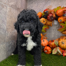 Poodle Puppy Basil