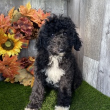 Poodle Puppy Basil