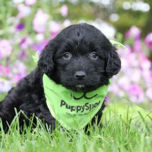 Portuguese Water Dog Puppy Blaise