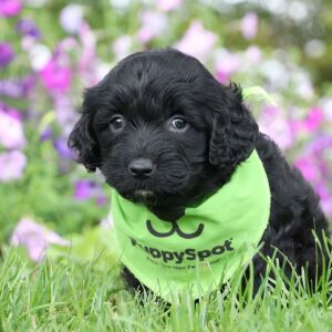 Portuguese Water Dog Puppy Blaise