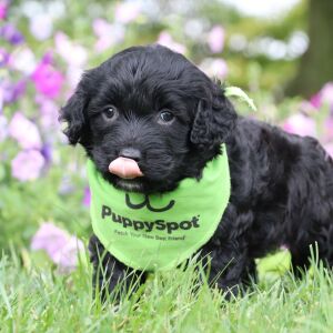 Portuguese Water Dog Puppy Blaise
