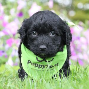Portuguese Water Dog Puppy Blaise