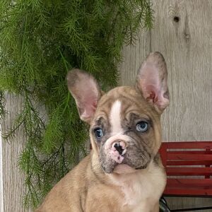 French Bulldog Puppy Jude