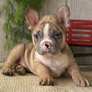 French Bulldog Puppy Jude