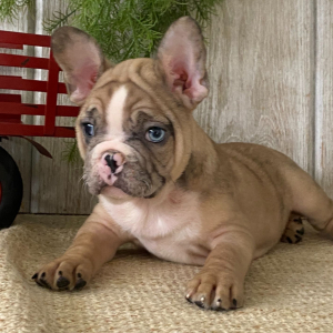 French Bulldog Puppy Jude