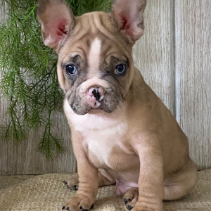 French Bulldog Puppy Jude
