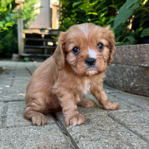 Cavalier King Charles Spaniel Puppy Darla