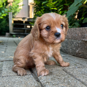 Cavalier King Charles Spaniel Puppy Darla