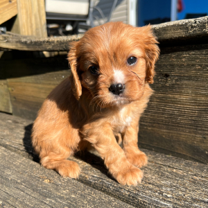 Cavalier King Charles Spaniel Puppy Darla