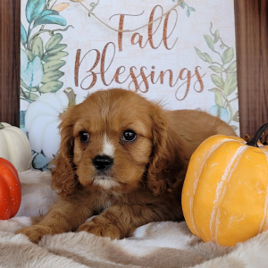 Cavalier King Charles Spaniel Puppy Darla