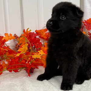 German Shepherd Dog Puppy Jaeger