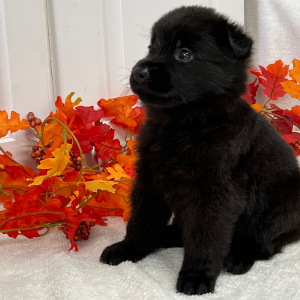 German Shepherd Dog Puppy Jaeger