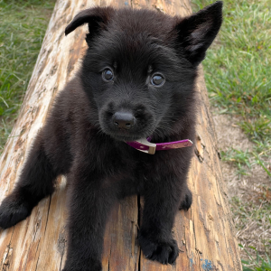 German Shepherd Dog Puppy Jaeger