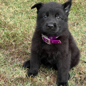 German Shepherd Dog Puppy Jaeger