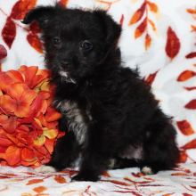 Yorkiepoo Puppy Remi