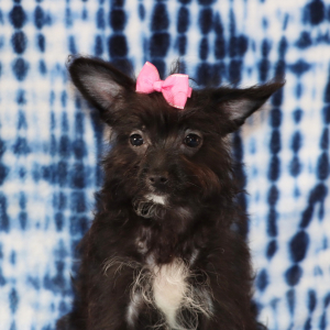 Yorkiepoo Puppy Remi