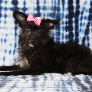 Yorkiepoo Puppy Remi