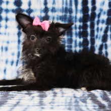 Yorkiepoo Puppy Remi