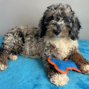 Poodle Puppy Steele