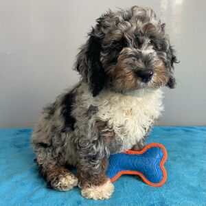 Poodle Puppy Steele