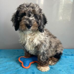 Poodle Puppy Steele
