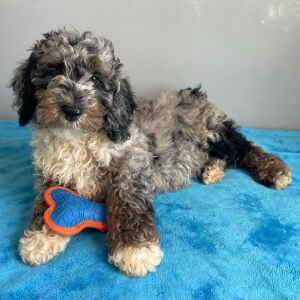 Poodle Puppy Steele