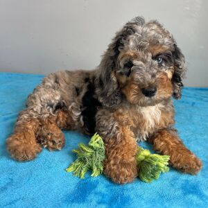 Poodle Puppy Sage