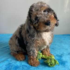 Poodle Puppy Sage