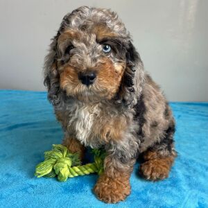 Poodle Puppy Sage