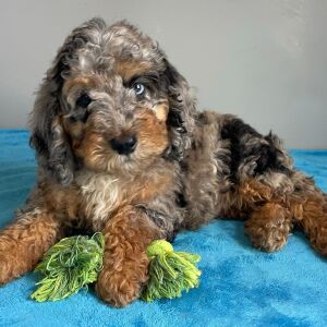 Poodle Puppy Sage