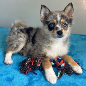 Pomsky Puppy Qira