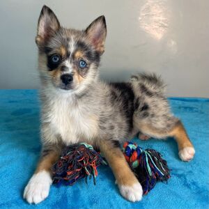 Pomsky Puppy Qira