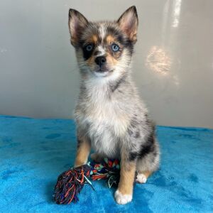 Pomsky Puppy Qira