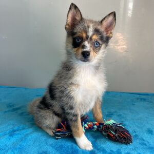 Pomsky Puppy Qira
