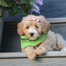 Maltipoo Puppy Sabrina