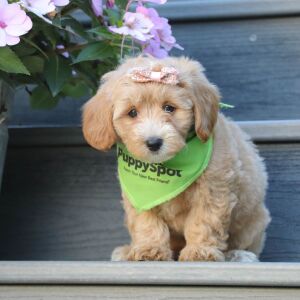 Maltipoo Puppy Sabrina